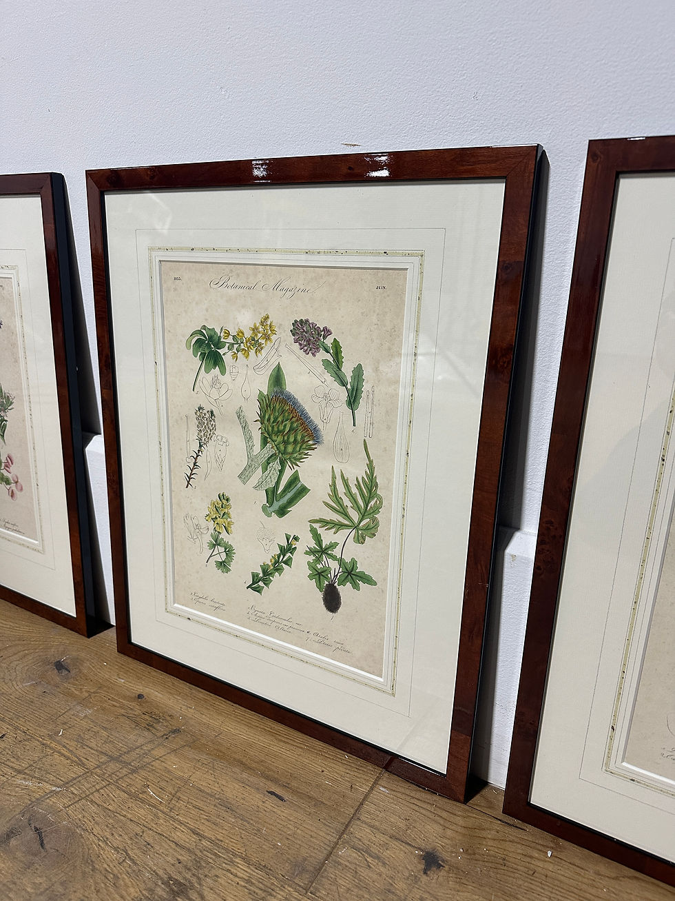 Thumbnail: Set of Four 19th Century British Botanical Prints