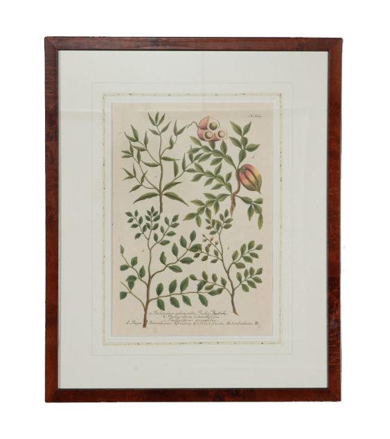 Thumbnail: Set of Four 19th Century British Botanical Prints