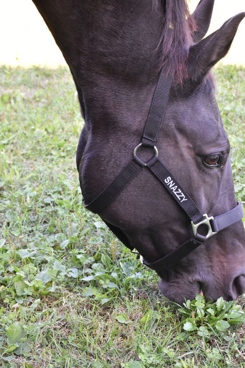 Bay horse with LoveHorses headcollar embroidered on the front and side, Snazzy customisation.