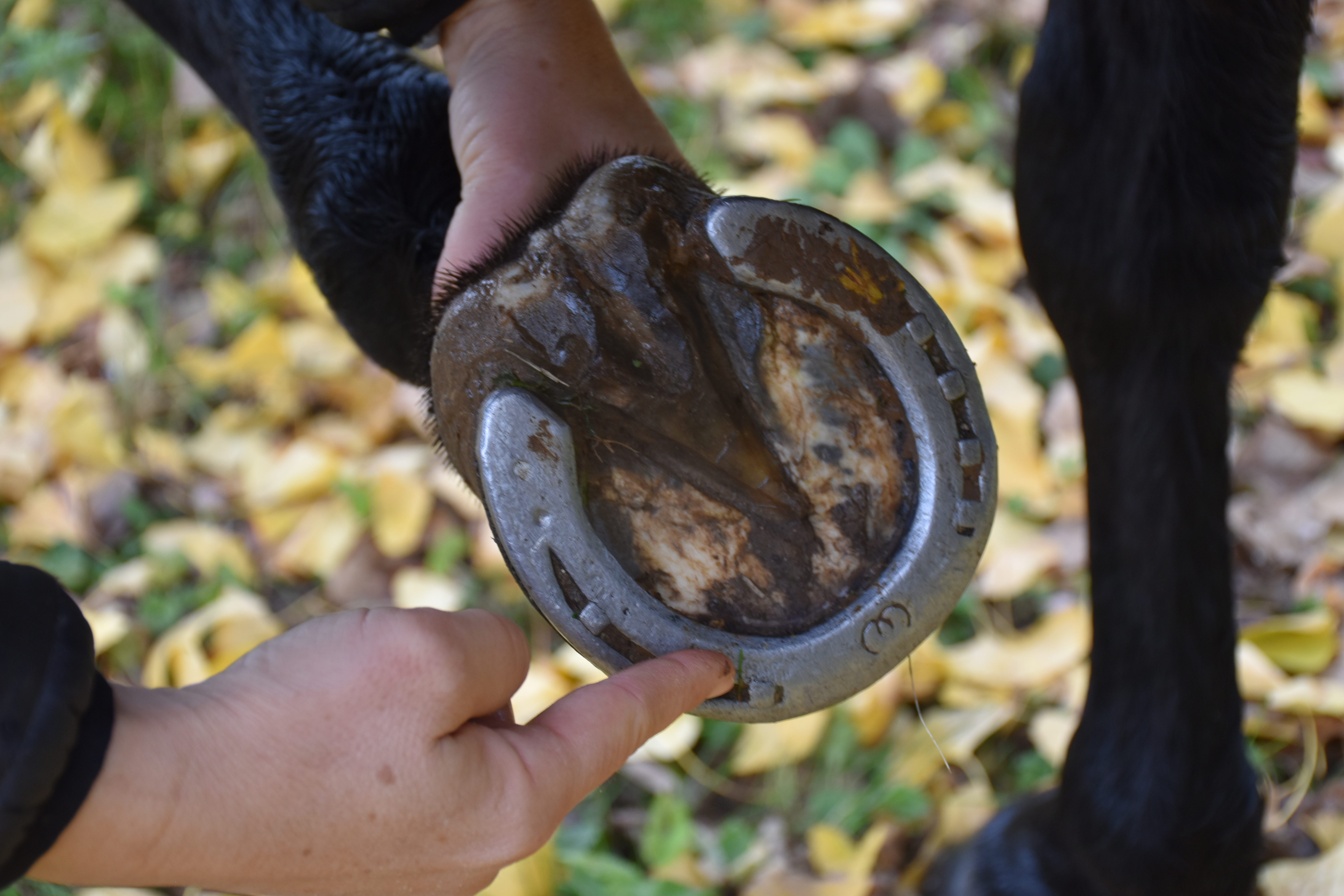 Ein korrekt beschlagenes Pferd ā die richtige Hufbearbeitung ist entscheidend zur Entlastung der Gelenke.