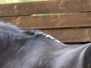 Cavallo con le fiaccature al garrese