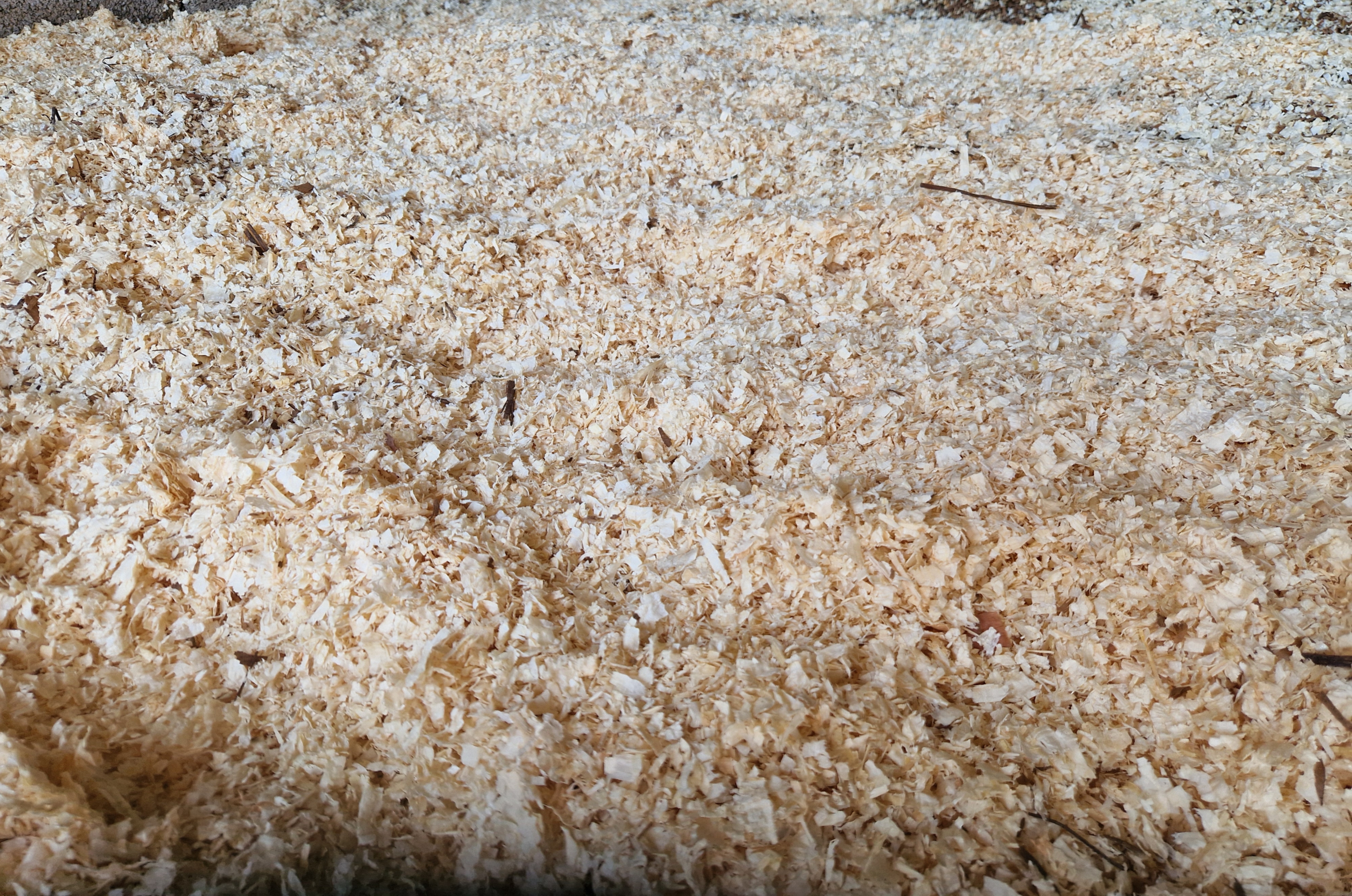 Box coperto di truciolo