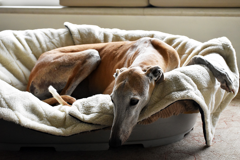 Whippet Windhund auf seinem Hundebett und Bio-Keramic LoveHorses pad.