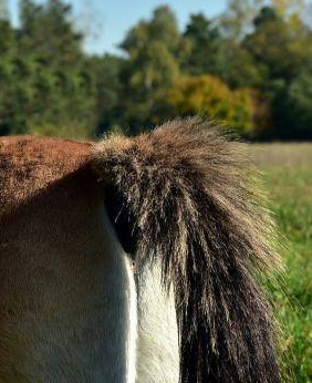 Coda arruffata del cavallo