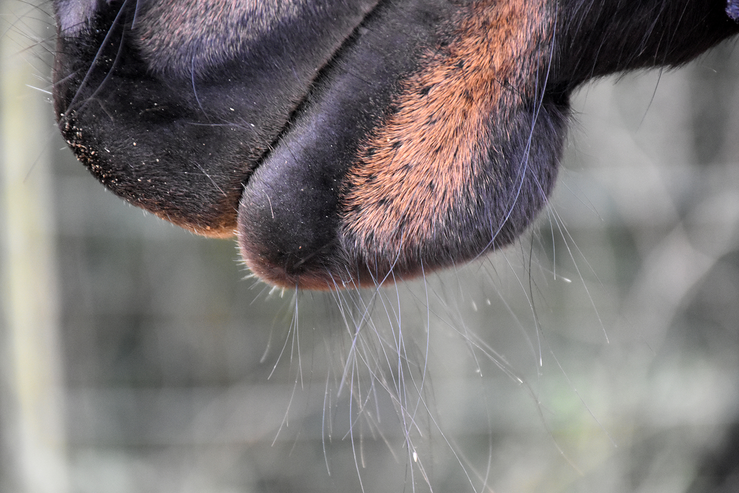 Vibrisse del cavallo