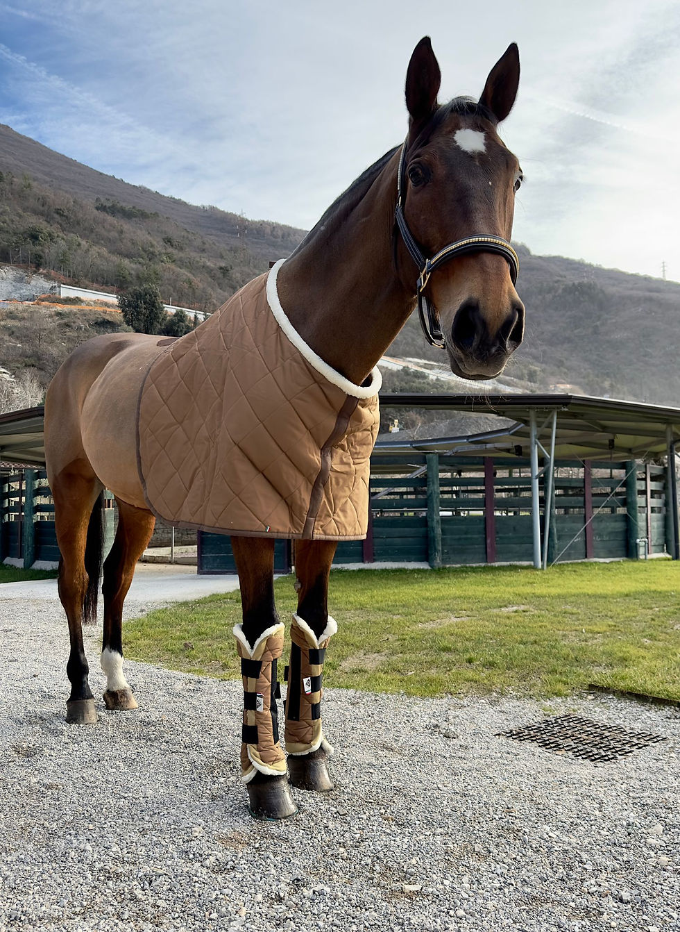 Miniature : I Bio Boots  terapeutici LoveHorses aumentano il microcircolo locale