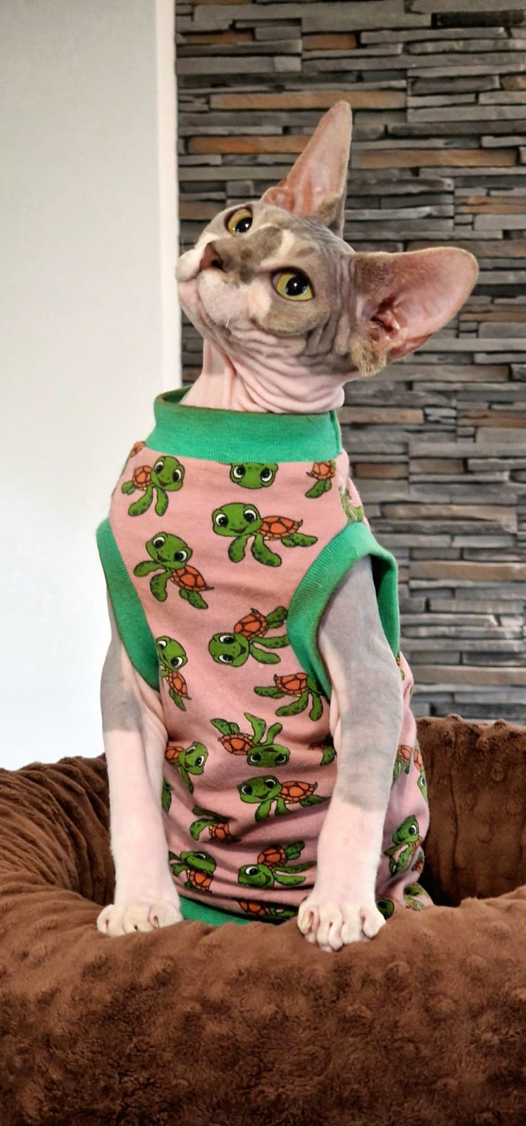 Janet SphynxStar indossa la sua maglietta di cotone