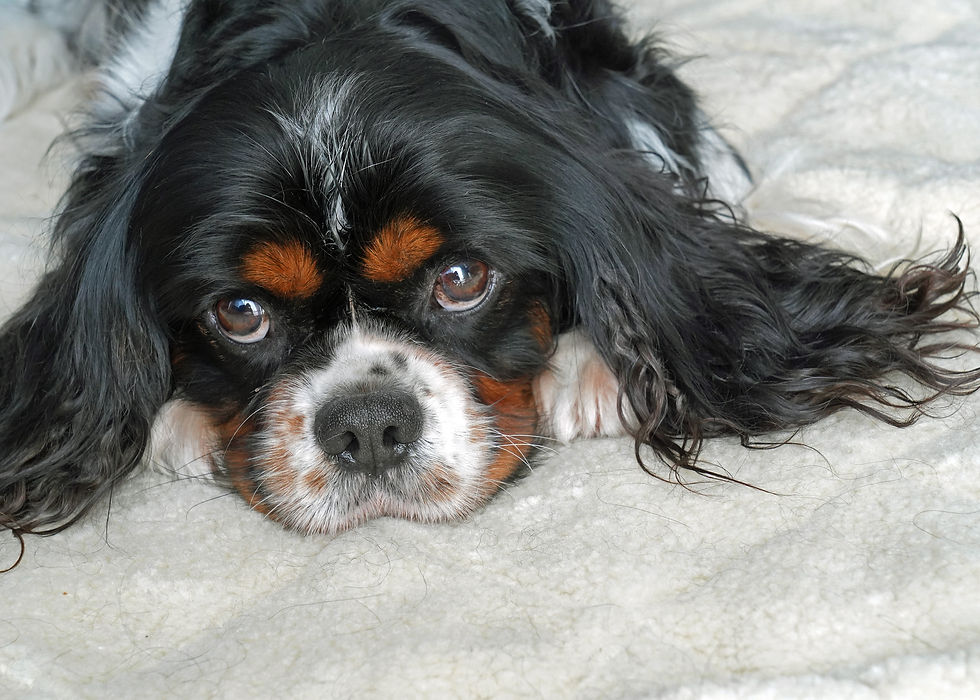 Joey che riposa sul tappetino di bio-ceramica