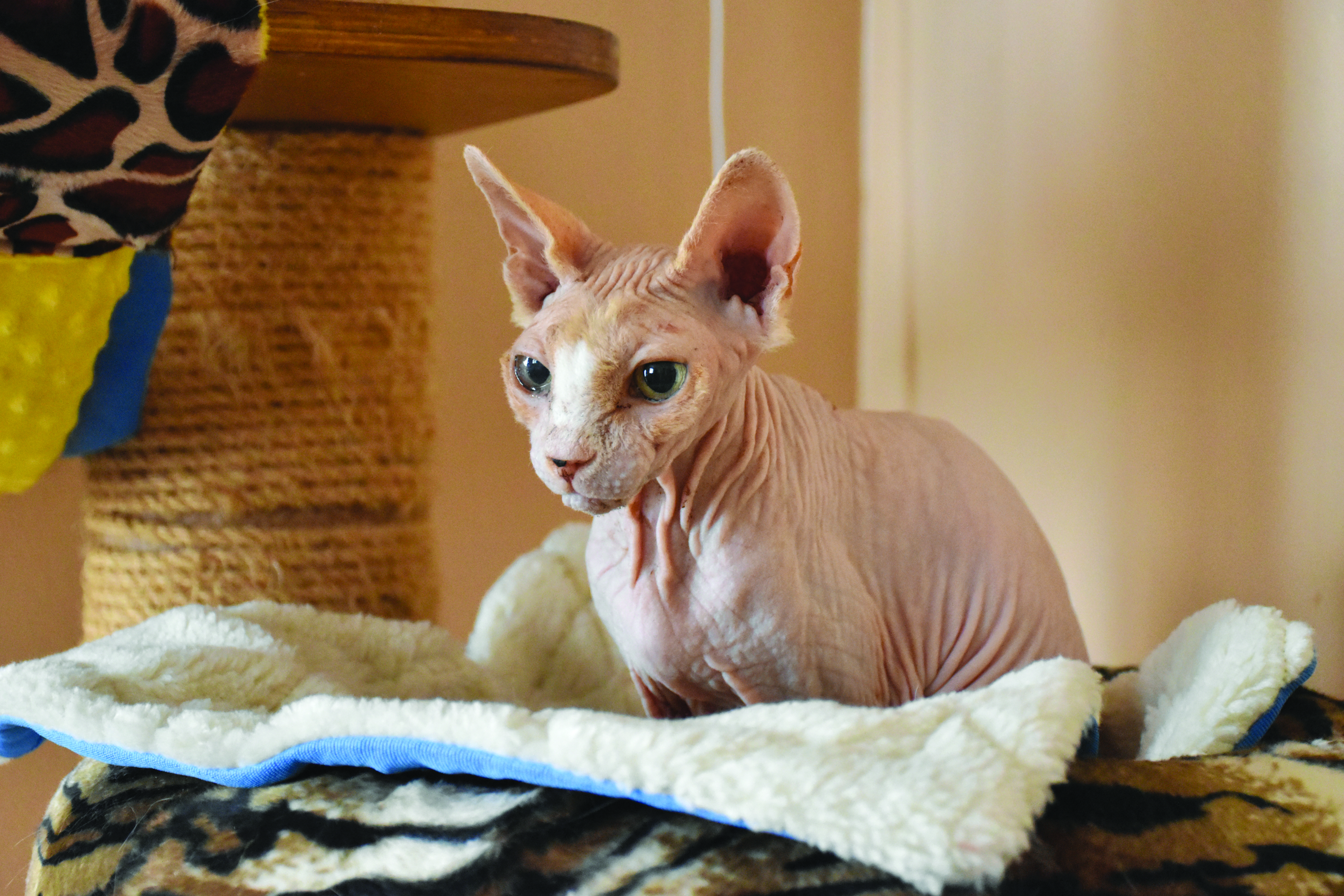 Gatto Canadian Sphynx