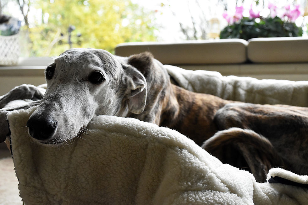 Miniatura: Tappetini terapeutici in bio-ceramica per  le cucce dei  nostri amici a 4 zampe