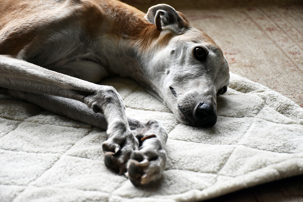 Windhund Whippet