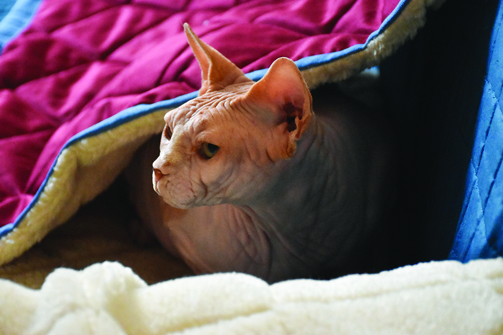 Gatto canadian Sphynx.