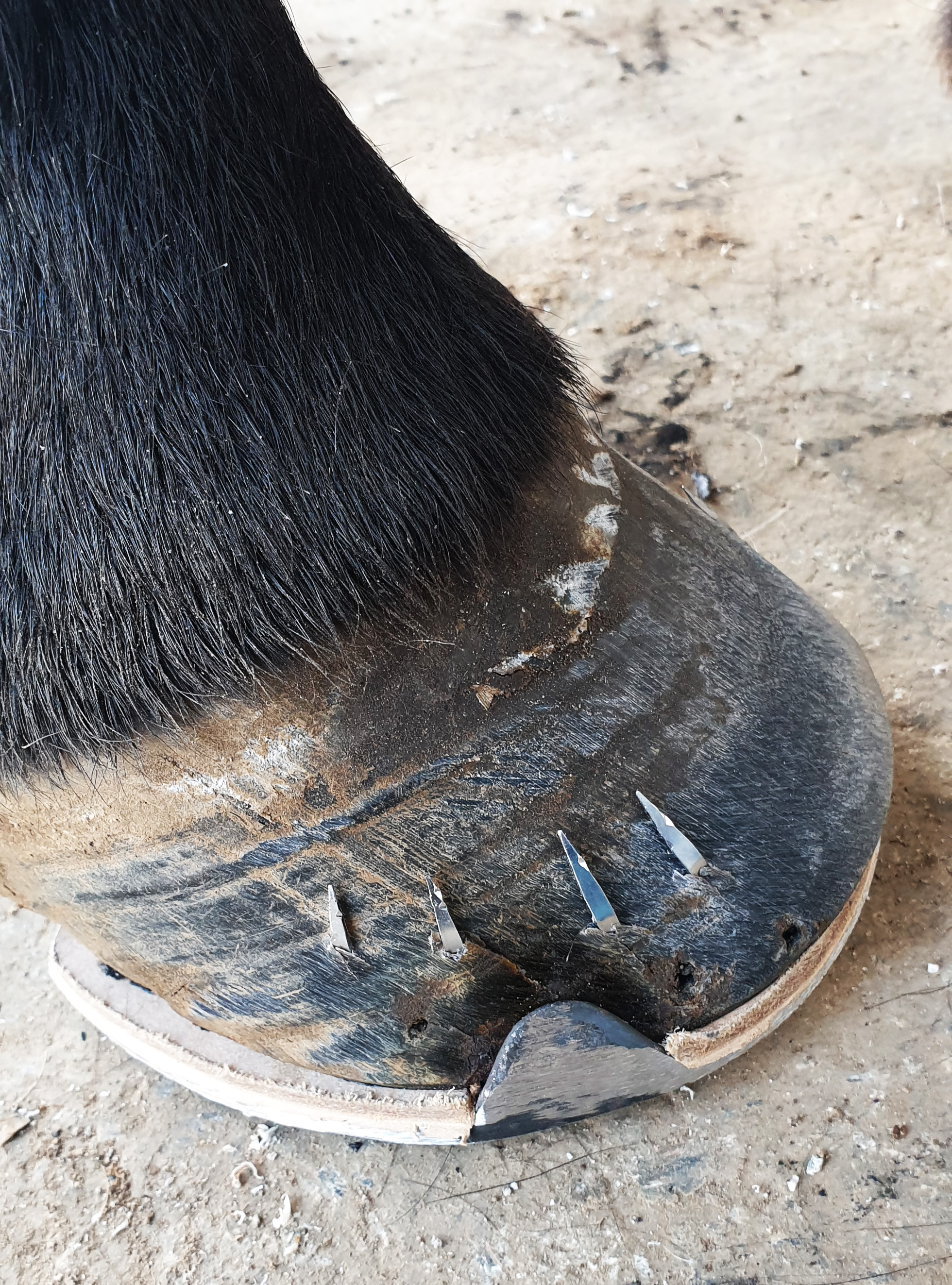 Nahaufnahme eines Pferdehufs mit frisch aufgenageltem Hufeisen.