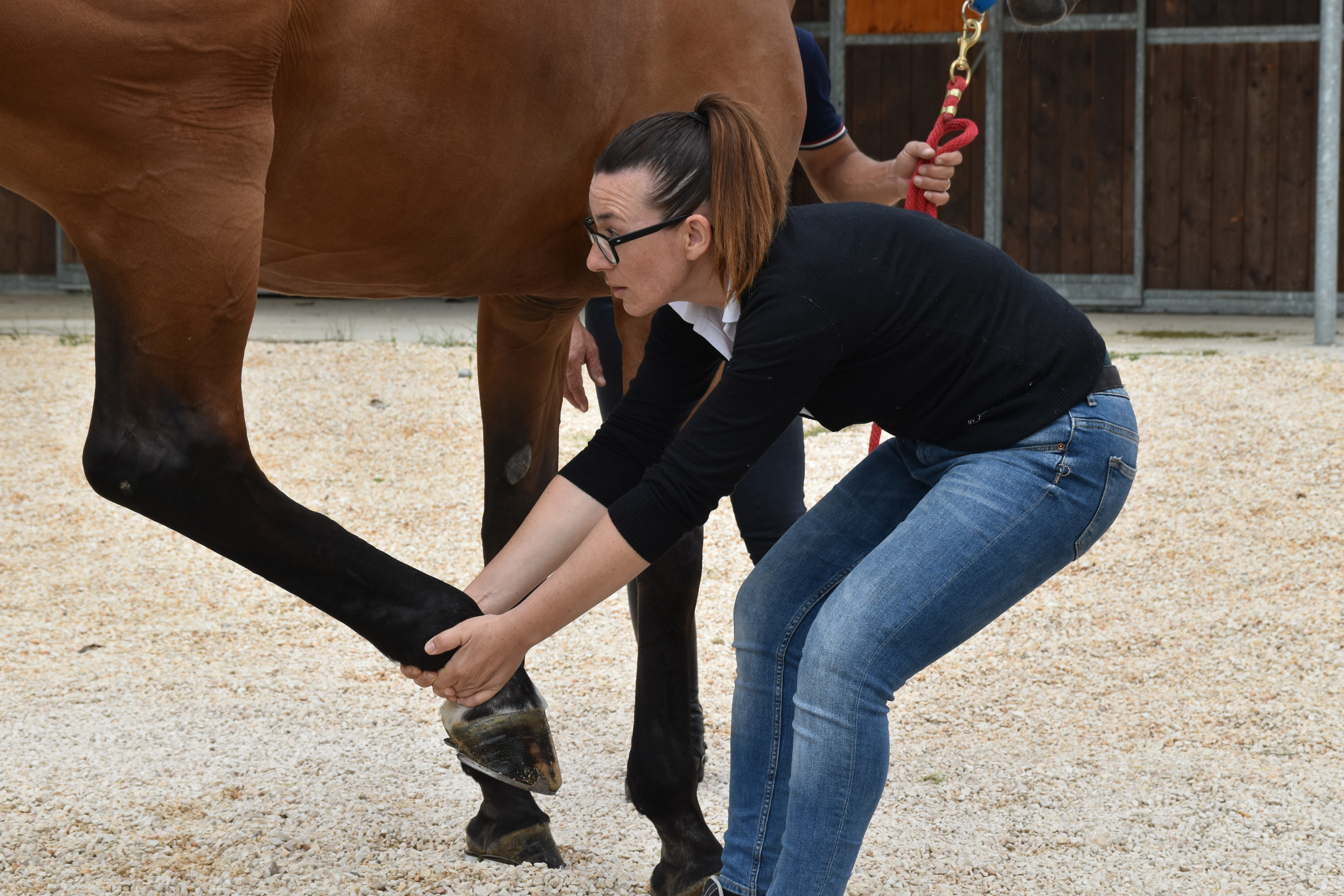 Veterinaria che esegue esercizi di stretching su un cavallo, per favorire mobilità e benessere muscolare.