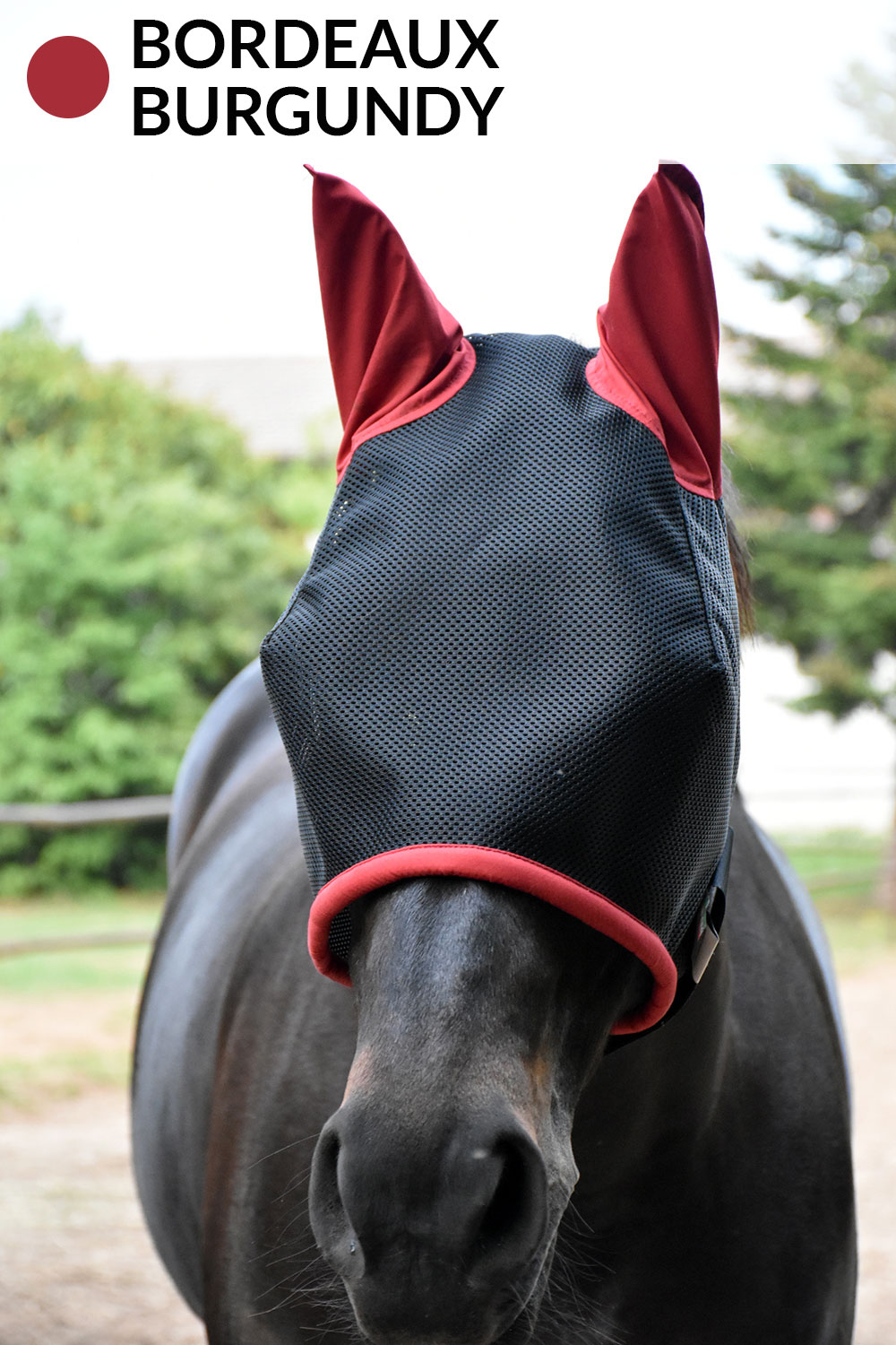 Sur la photo, on voit le cheval avec une magnifique Flywing bordeaux.