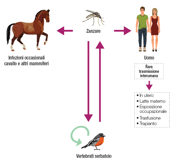 Infografik zeigt die Übertragung des West-Nil-Virus von Mücken über Vögel auf Pferde und Menschen