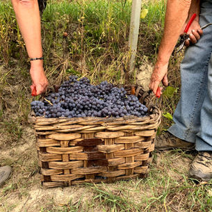 In the vineyard for the Nebbiolo harvest