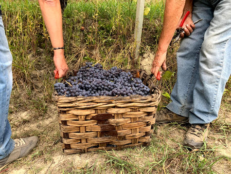 In the vineyard for the Nebbiolo harvest