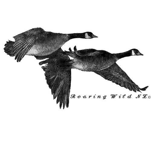 Roaring Wild Nz Canadian Geese Roaring wild NZ Ltd