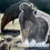 Thumbnail: Roaring Wild Nz Big Sticker Pack