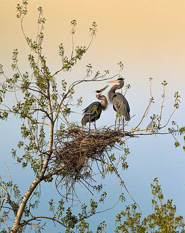 3514-2-edit-LastRookery 1.jpg