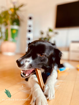 Nala empfiehlt...Hundezahnpflege