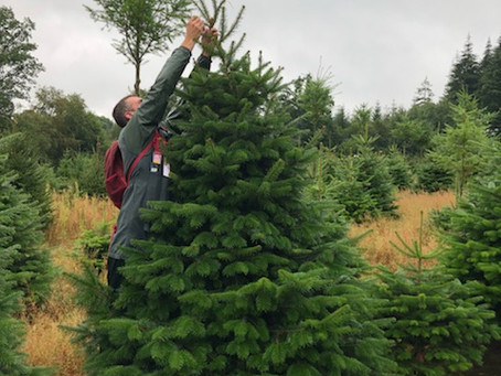Les marquages avancent !
Avez-vous une idée de la taille du sapin ?