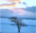 Tree%2520in%2520Vermont_edited_edited.jp