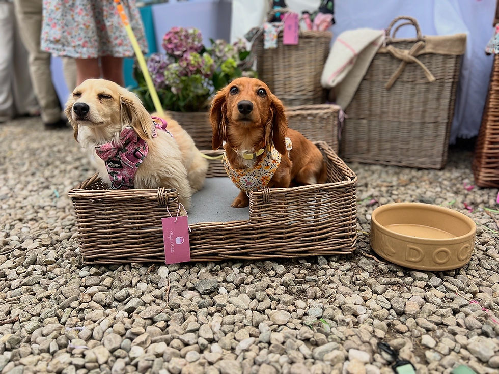 two dachshunds in a dog bed