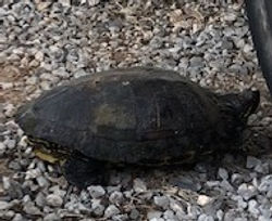 Box Turtle_edited.jpg