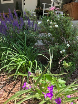 Pink Bracted Spiderwort_edited.jpg