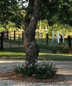 Wild Phlox_edited.jpg