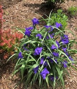 Spiderwort!_edited.jpg