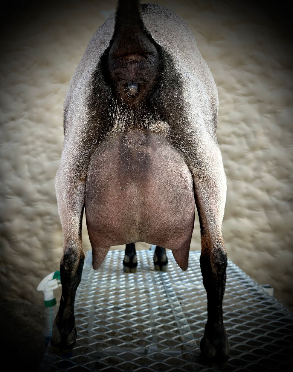 Posy Udder