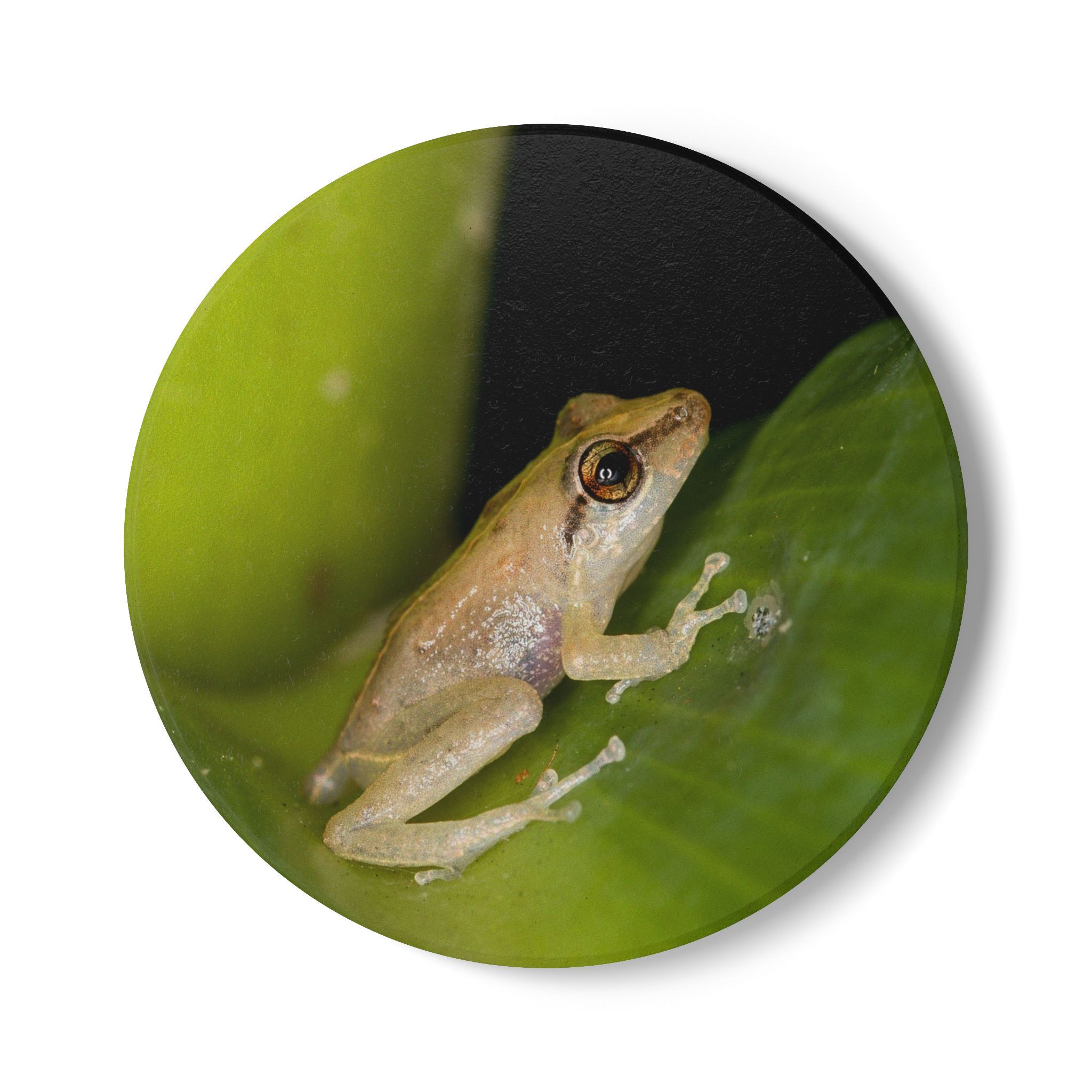 'Coqui' Ceramic Coaster - Puerto Rican Nature Drink Coaster Collector's Item