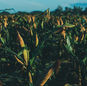 Plantação de milho em campo aberto, com espigas em destaque, representando a produção agrícola destinada ao etanol de milho.