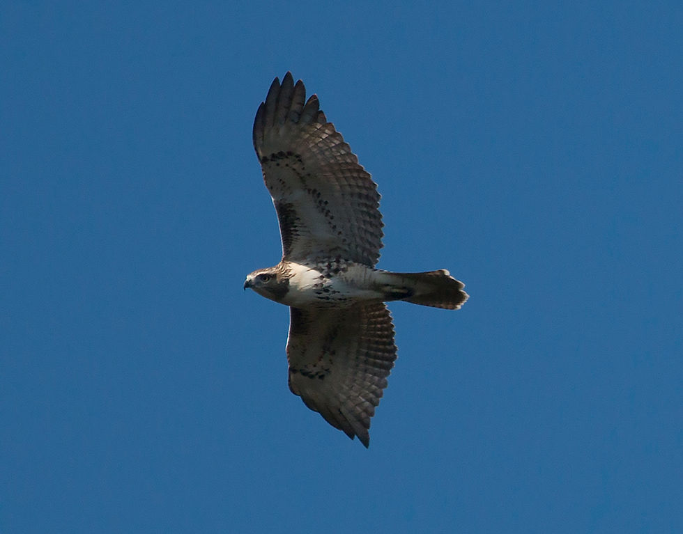 Red-Tailed Hawk getting a good look at the crowd