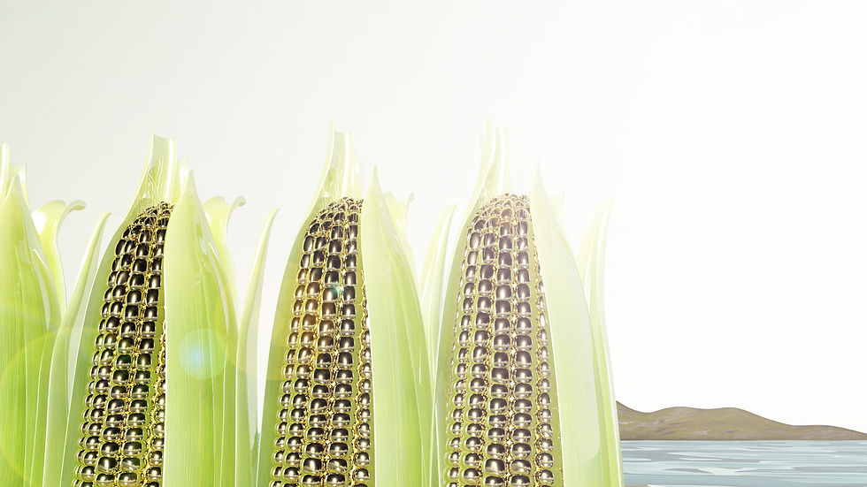 Milhos feitos de ouro da marca Pricci Joias