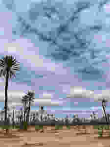 Empty palm field in Marrakech, Morocco