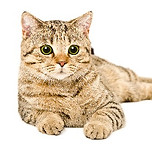 iStock-1154370977_edited.jpg