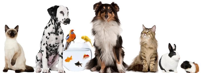 mascotas.png