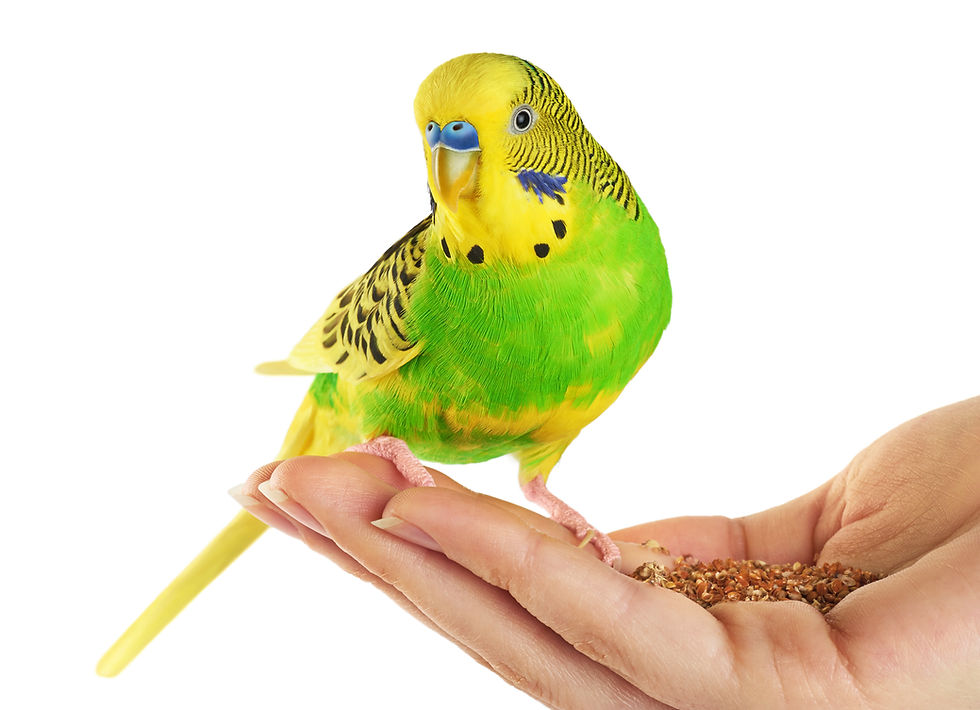 ree