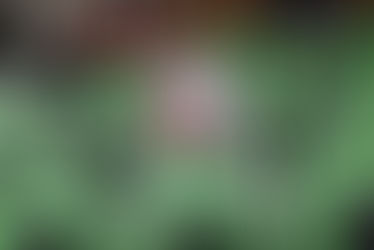 FC Collex-Bossy 2 - CS Chênois 0