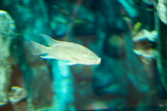 you need to check our "Apollo Remastered"