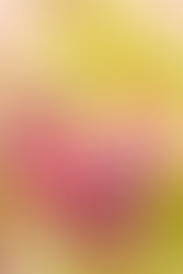 flower photography with a twist