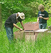 Beekeeping
