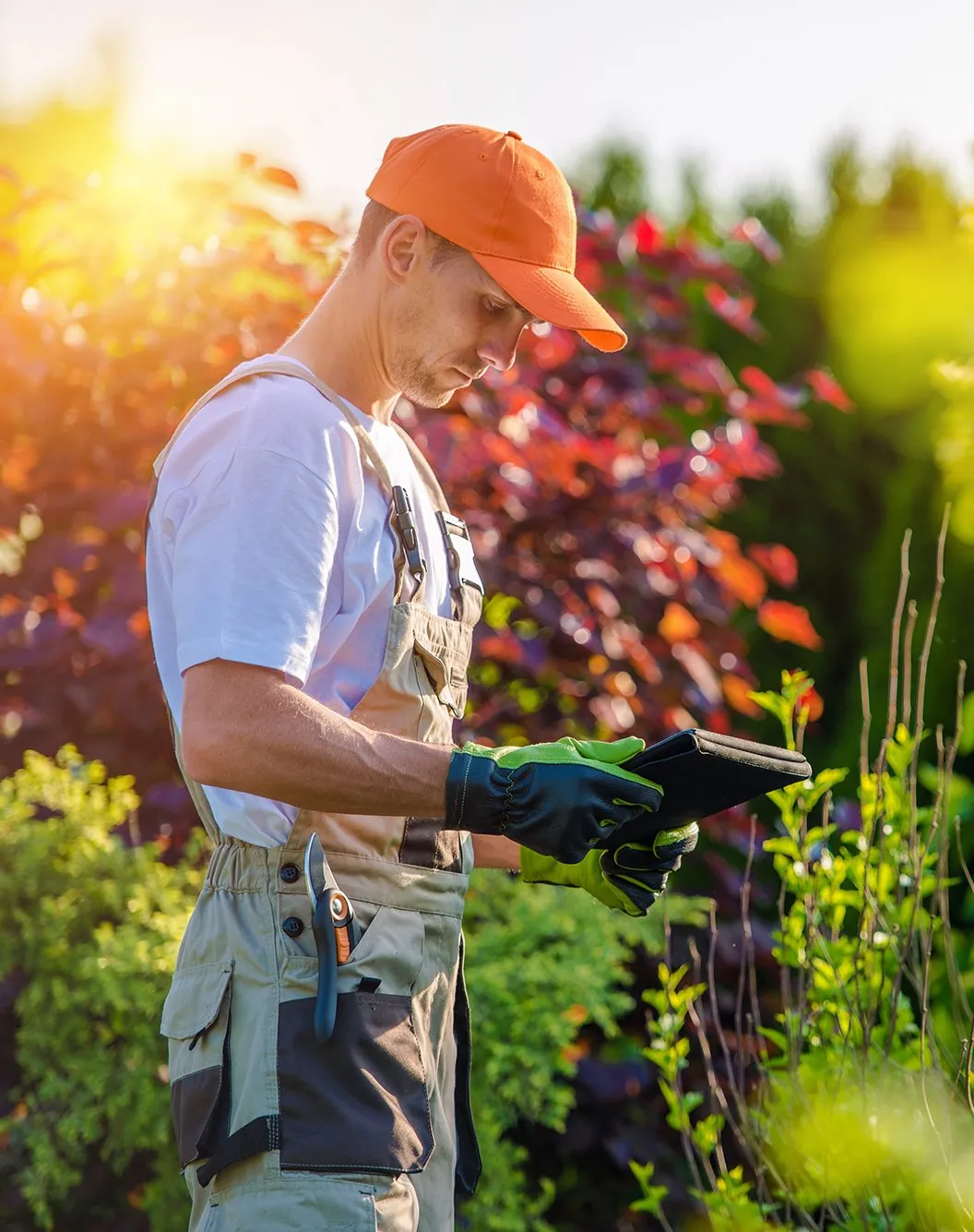 Shrub care rhode island