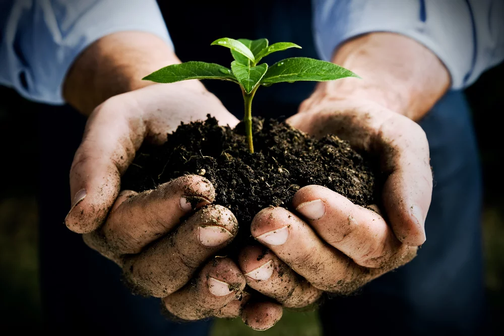 Organic fertilizer RI