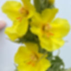Mullein