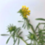 Vetch